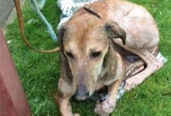 lurcher peterborough