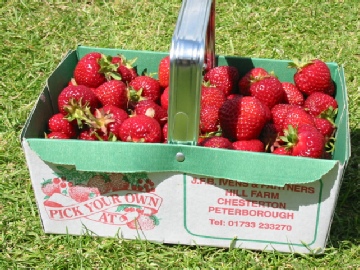 truskawki_peterborough